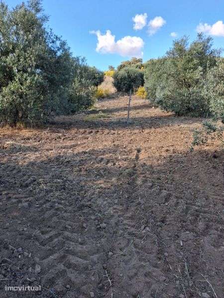 Terreno Agrícola em São Pedro do Corval - Grande imagem: 3/6