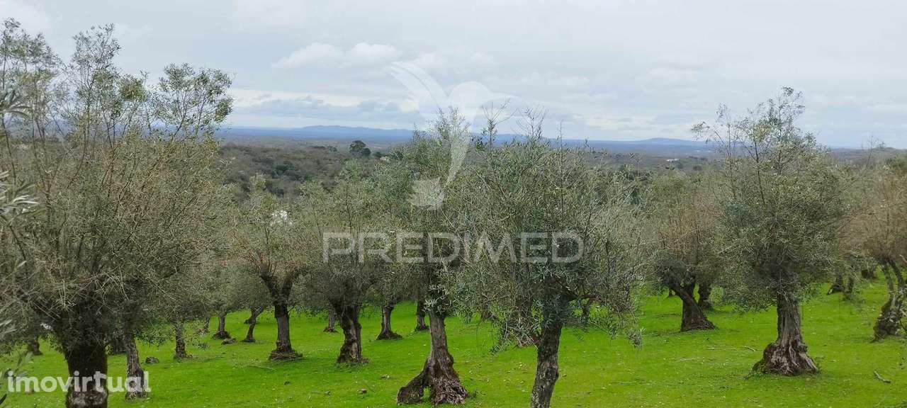 Olival - Grande imagem: 5/6