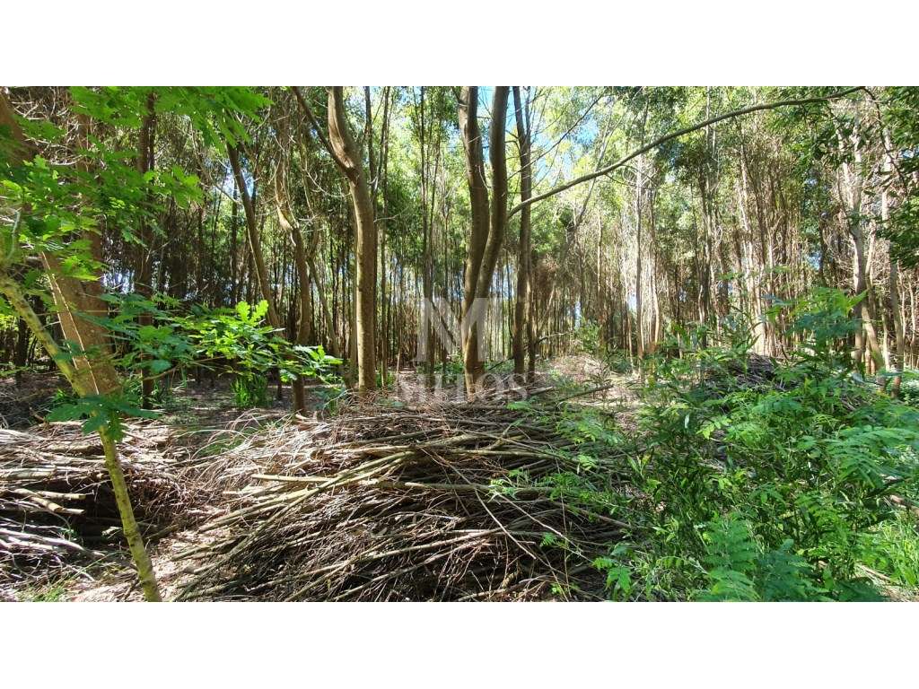 Magnífico Terreno Moledo/Cristelo - Grande imagem: 2/12