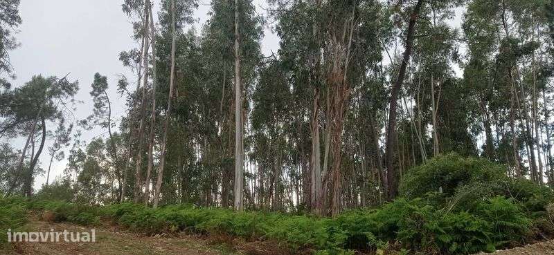Terreno Rústico com 17500 mts na Sertã - Grande imagem: 5/5