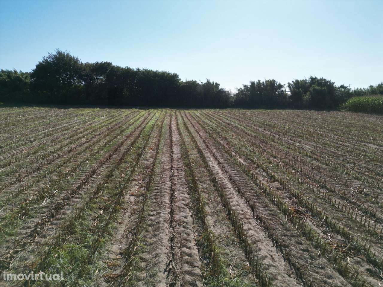 Terreno Rústico com 2,5 Hectares | Zona do Rio Alto – Estela, Póvoa de - Grande imagem: 3/24