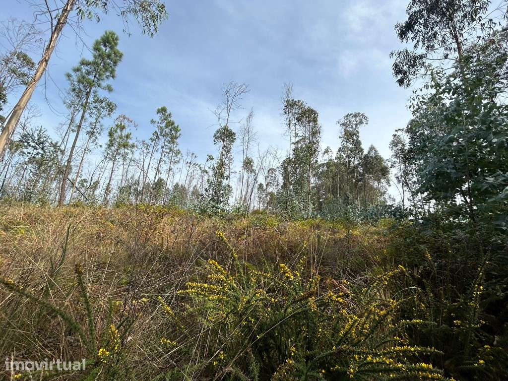 Terreno à Venda | 2.550 m² | Gougeba - Grande imagem: 2/4