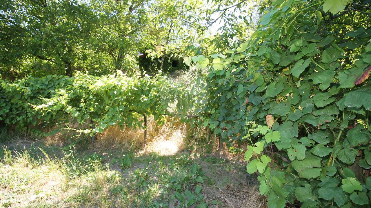 Quinta entre Amares e Gerês com casa para recuperar e vinha - Grande imagem: 2/21