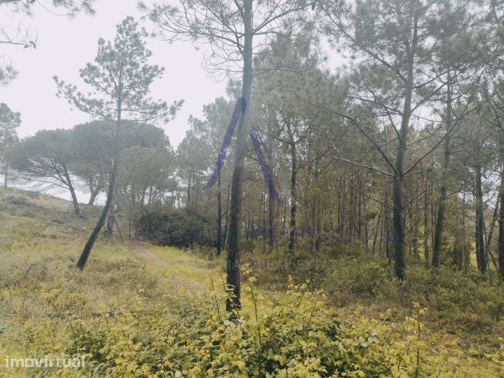 Terreno Rústico à Venda - 13.875 m² | Entre Aldeia do Meco e Azoia - Grande imagem: 4/5