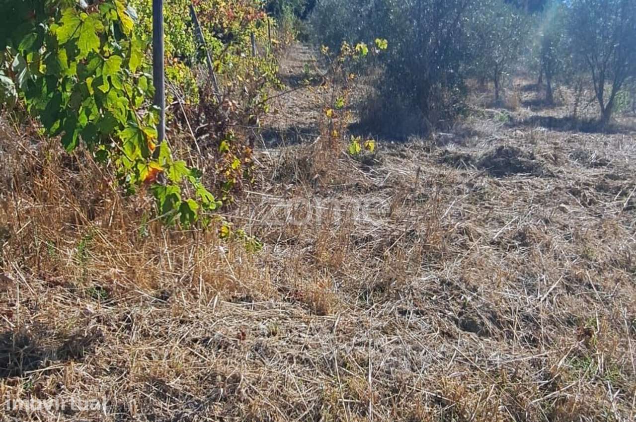Terreno Rústico com 4.750 m²|EN110 |Almalaguês |Agrícola - Grande imagem: 4/12