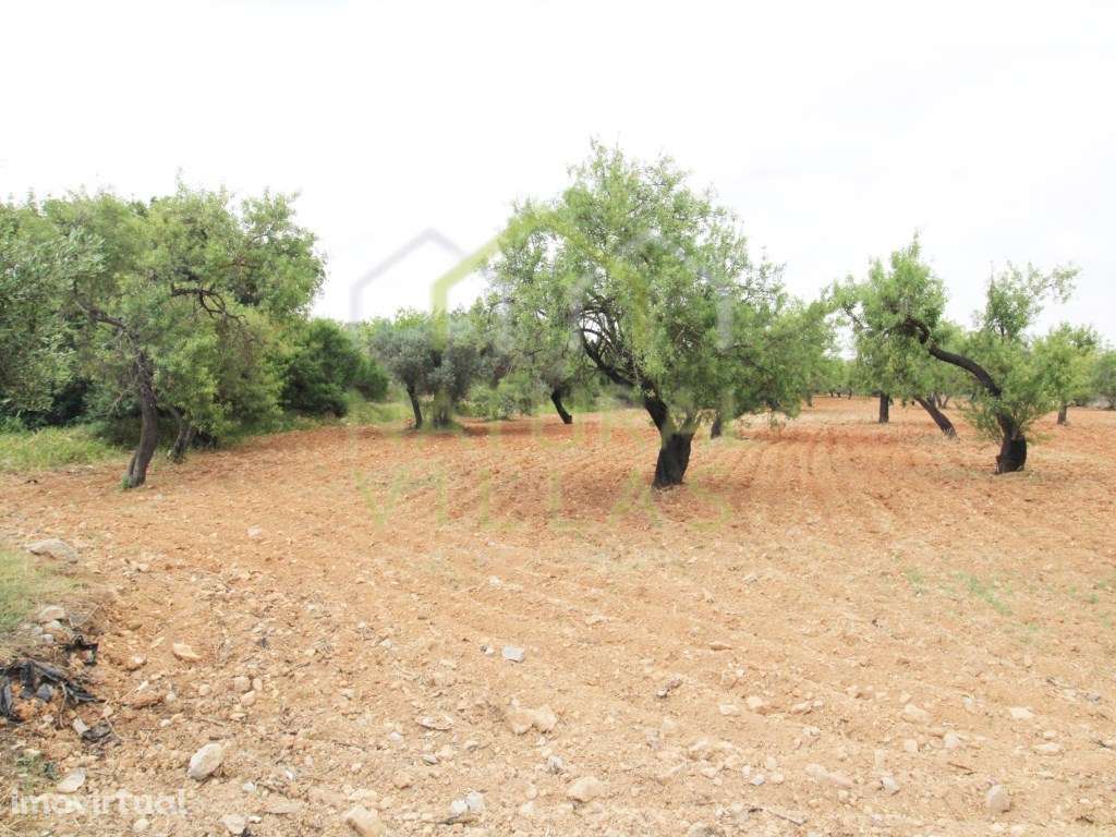 Terreno Urbano para construção em Estoi - Grande imagem: 2/3