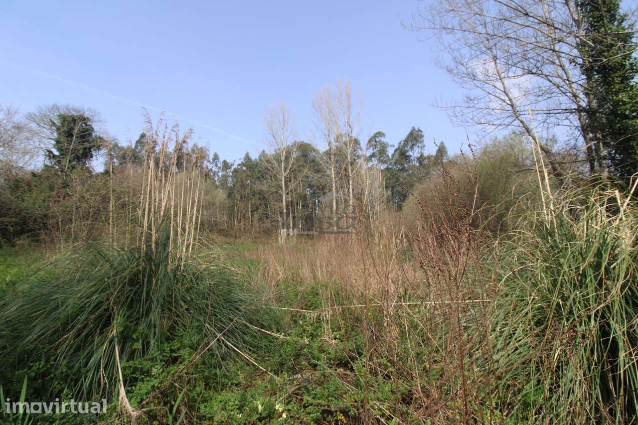 Terreno Agrícola com 1340 m² | Olival - Grande imagem: 5/6
