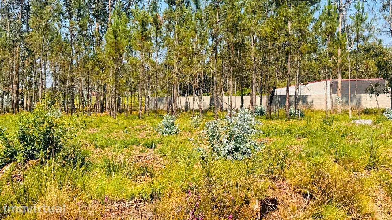Terreno Para Construção  Venda em São Miguel do Souto e Mosteirô,Santa - Grande imagem: 2/6