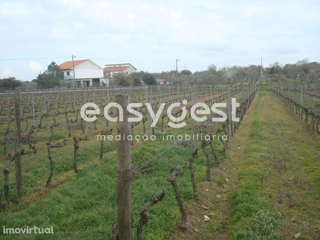 Terreno agrícola situado no douro vinhateiro Vila Nova De Foz Côa - Grande imagem: 4/30