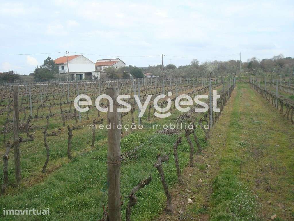 Terreno agrícola situado no douro vinhateiro Vila Nova De Foz Côa - Grande imagem: 4/30