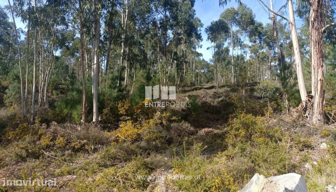 Venda Terreno, Abragão Penafiel - Grande imagem: 3/11