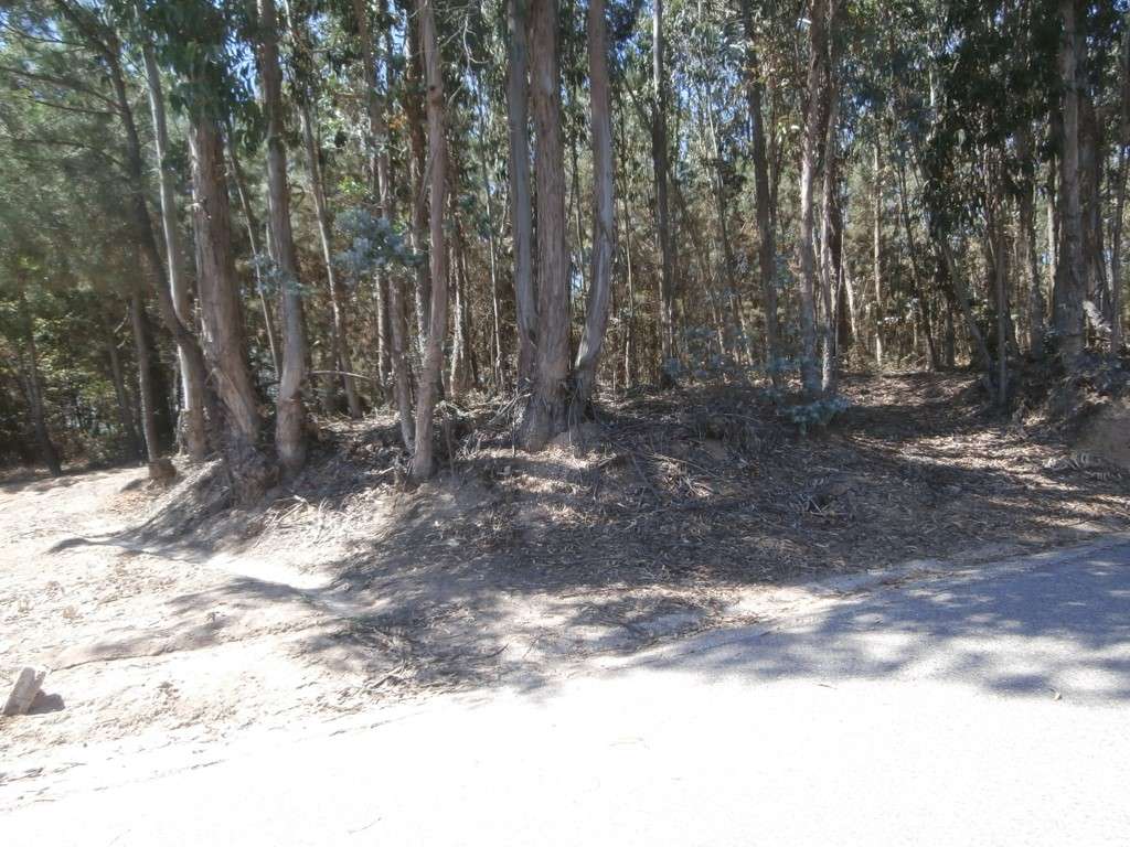 Terreno a Eucaliptal em Paradela (venda judicial - verba n.º 9) - Grande imagem: 2/6