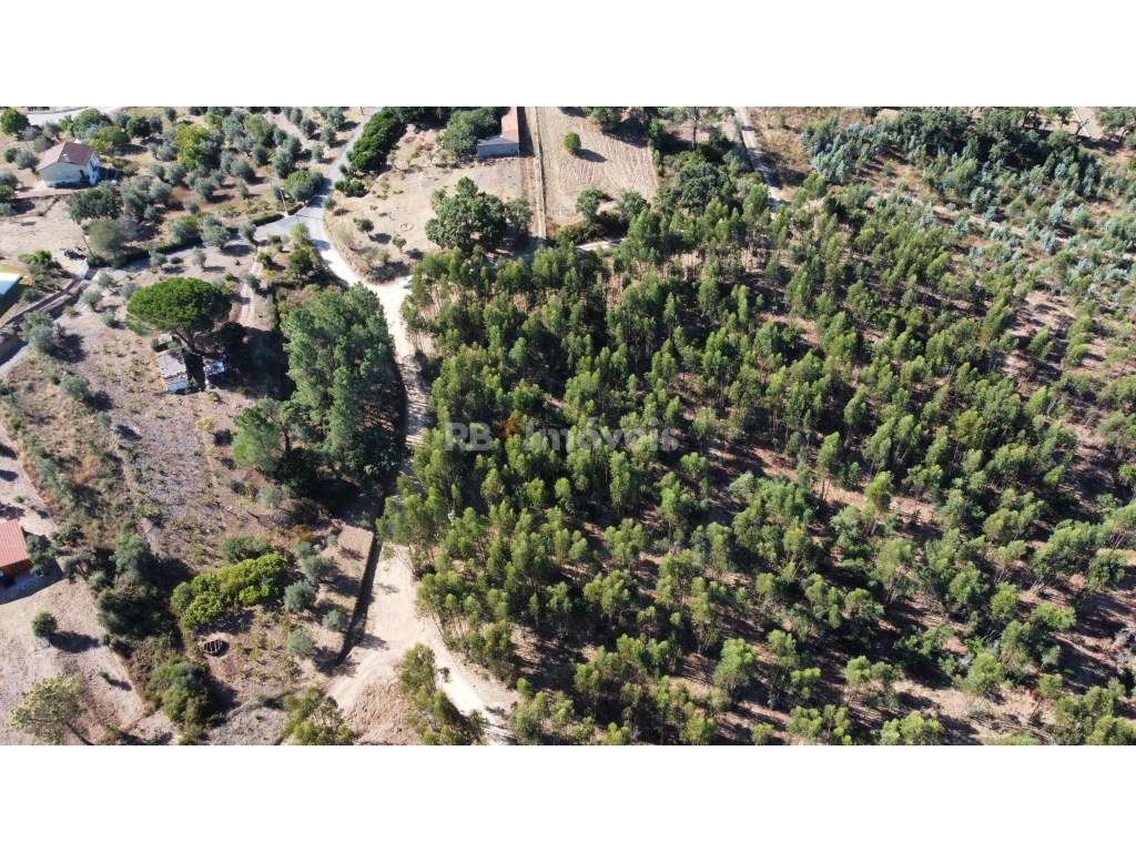 5 Terrenos de Eucaliptal - Carril, Tomar - Grande imagem: 4/8