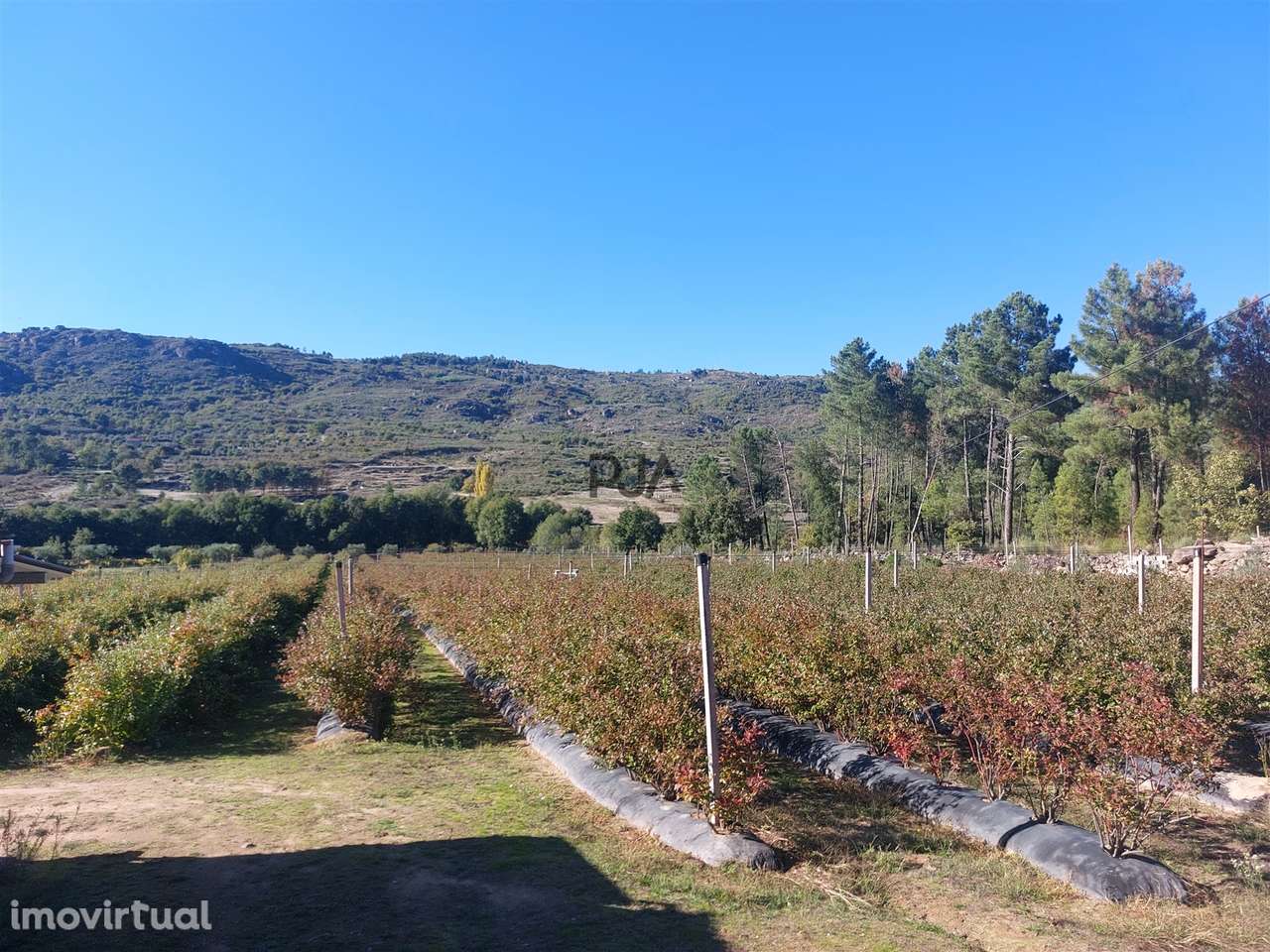 Quinta em Muxagata - Grande imagem: 4/34