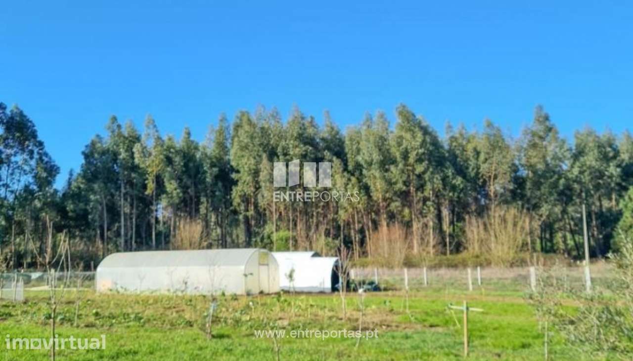 Venda de terreno agrícola, Chafé, Viana do Castelo - Grande imagem: 2/30