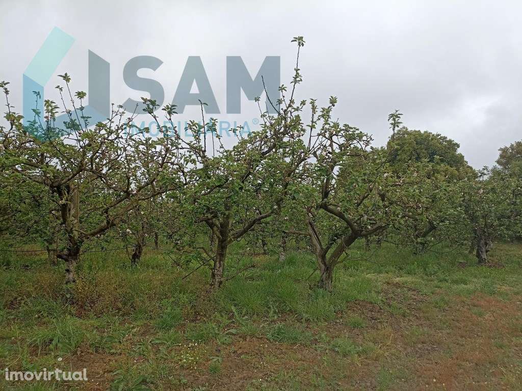 Casa Antiga para Restauro - Grande imagem: 4/8