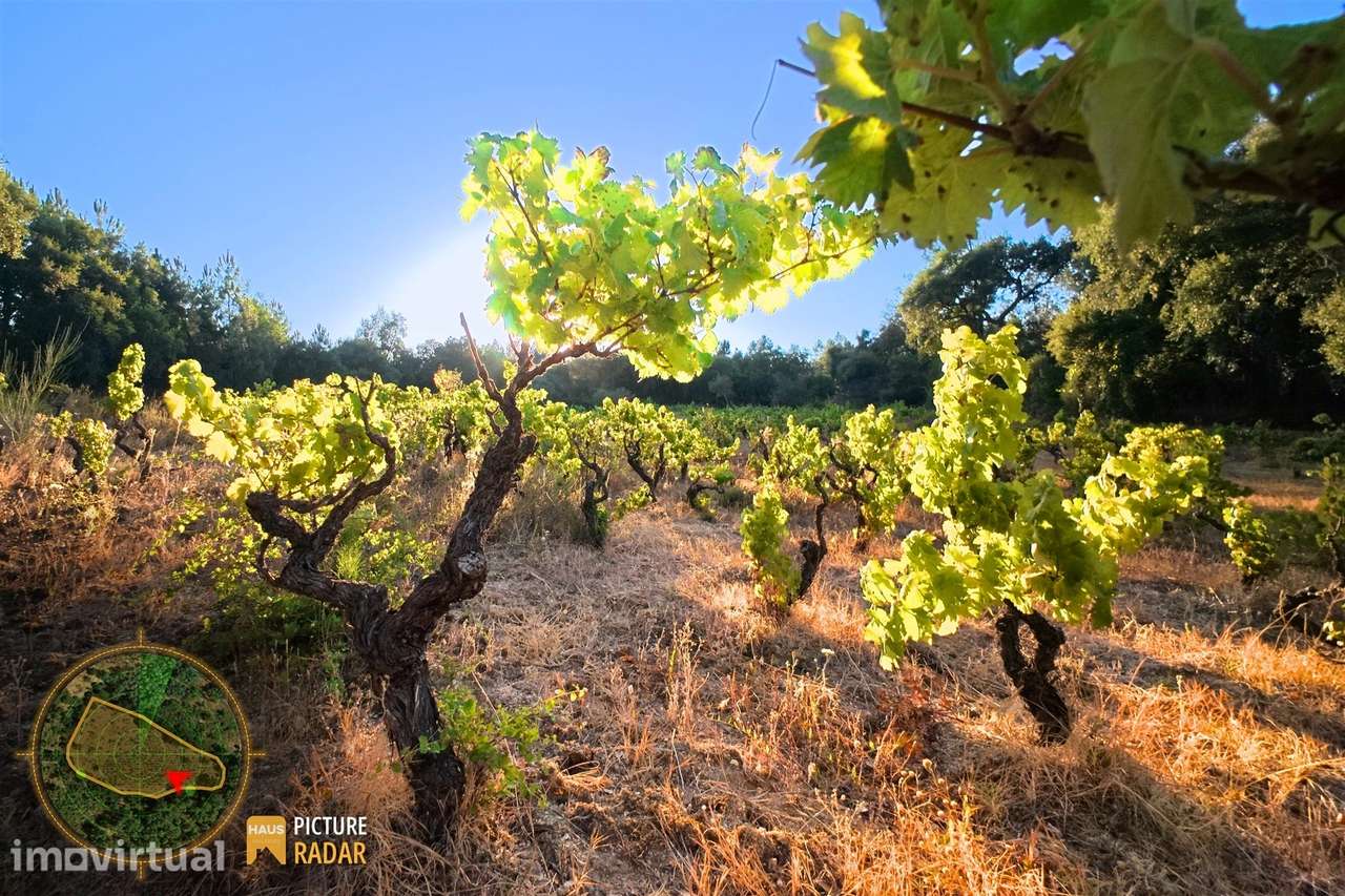 Terreno com Vinha e Poço em Granito | Salgueiro do Campo - Grande imagem: 2/20