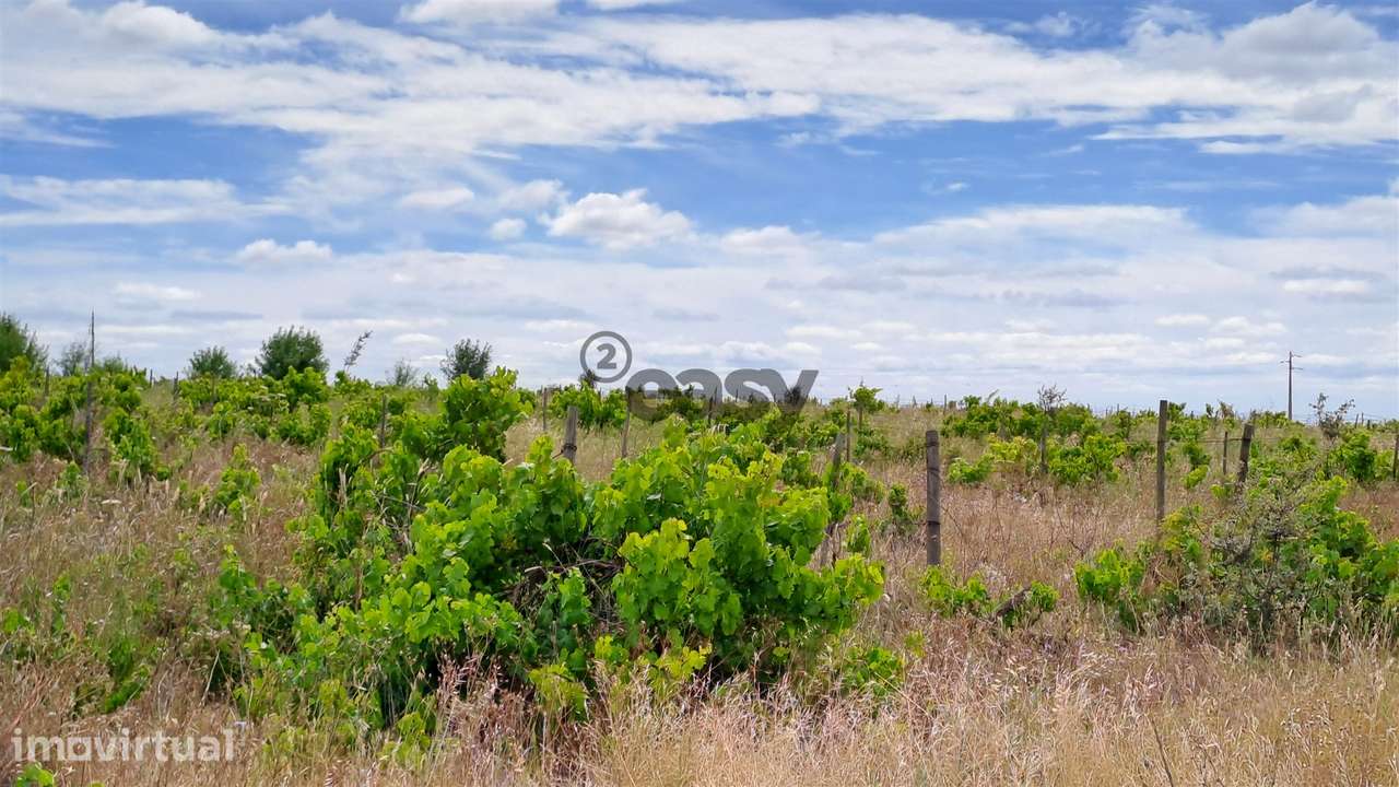 Vinha com 3 hectares na Região Vinícola da Vidigueira - Grande imagem: 2/12