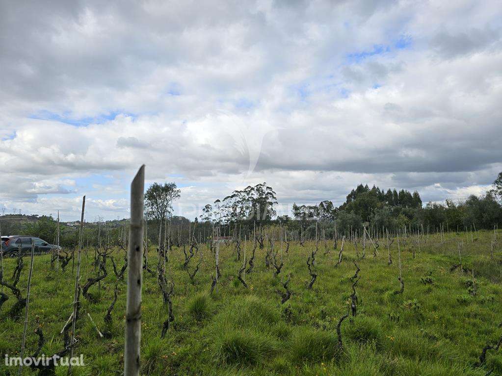 Terreno Rústico Vinha Vale Cabras Almalaguês Coimbra - Grande imagem: 5/14
