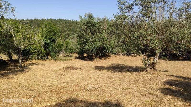 Terreno URBANO 600m² p/Construção c/Oliveiras || Lagarteira, Ansião - Grande imagem: 4/11