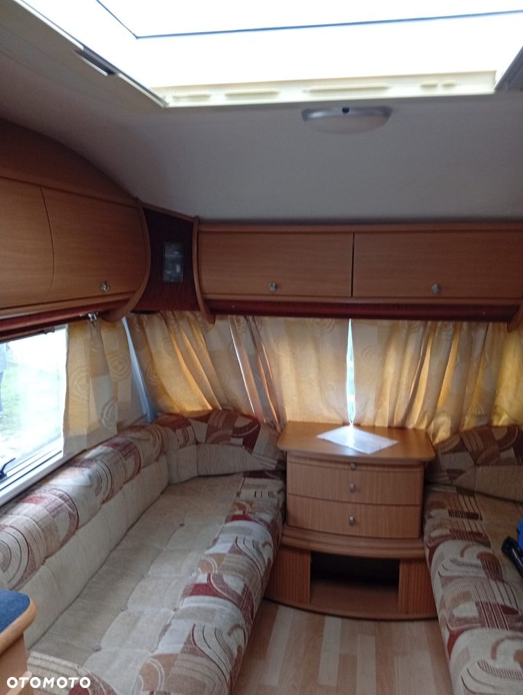 Avondale Golden Auocet - 9