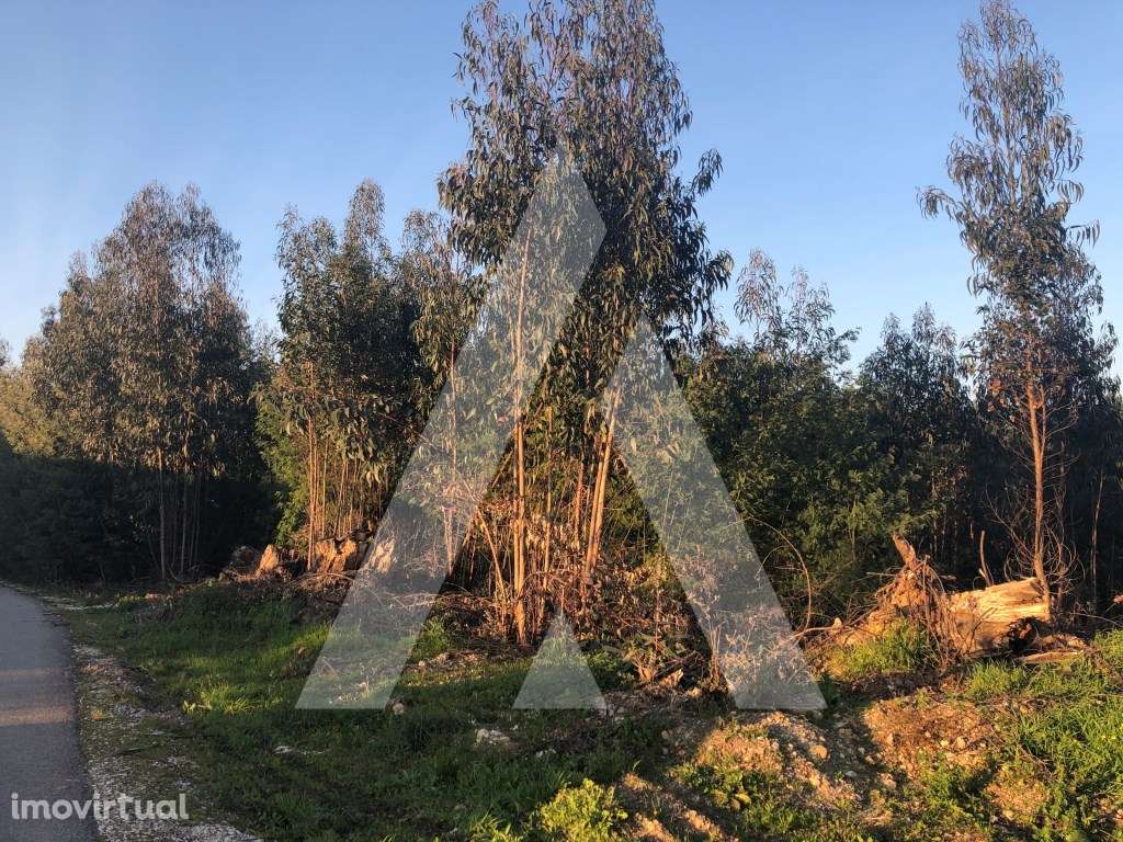 Terreno rústico localizado em Vale d'Erva - Águeda - Grande imagem: 4/9