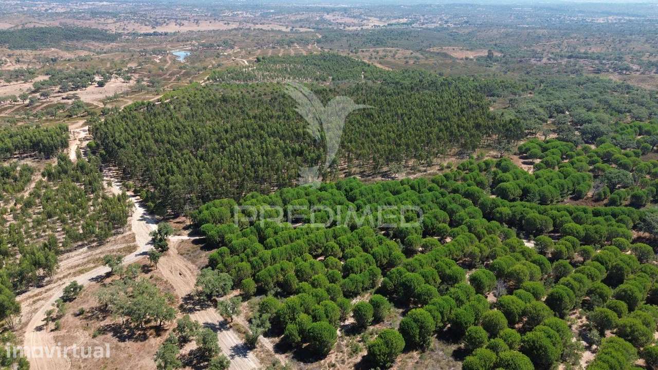 Propriedade Rústica (138hectares) com Habitação para Recuperar | Sa... - Grande imagem: 5/16