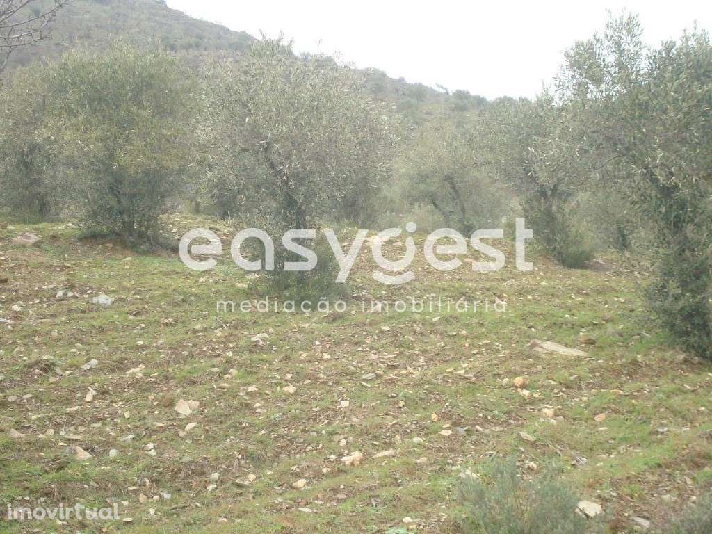 Terreno Rústico em Vila nova de Foz Côa. - Grande imagem: 2/11