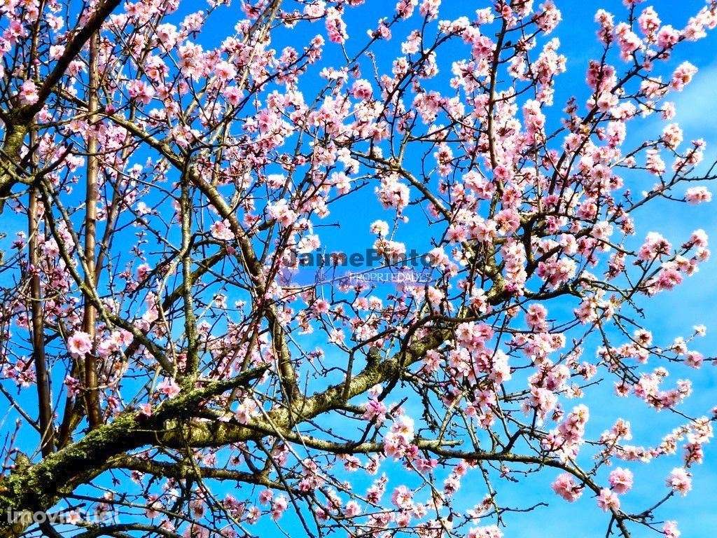 78.000m2 Terreno para Plantações e para construção Casa de Campo. P... - Grande imagem: 3/9