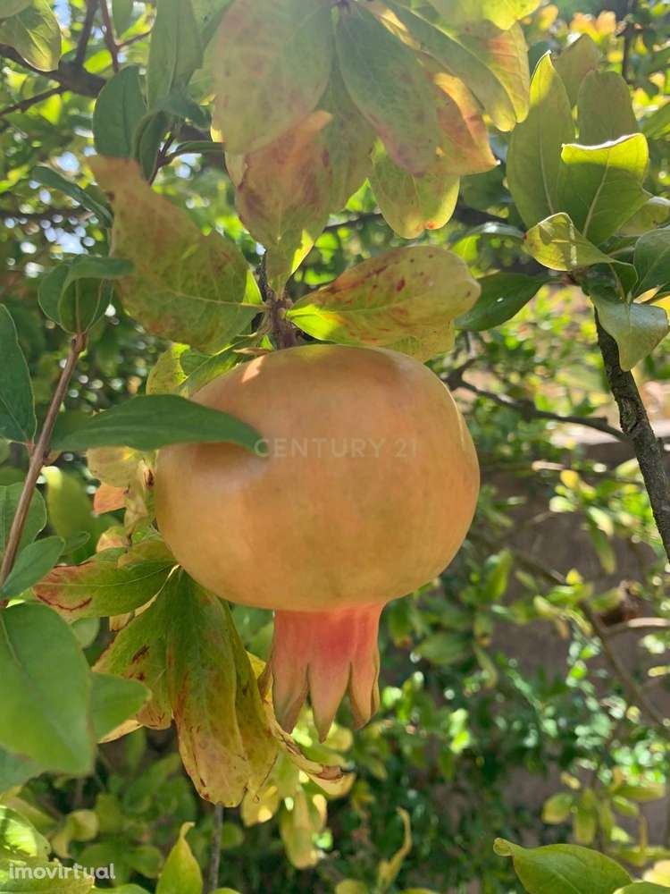 Terreno Rústico em Sobreda, Almada - Grande imagem: 2/21