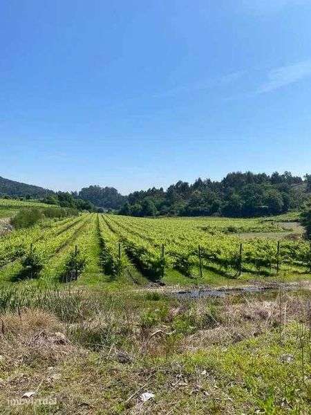 Terreno com 50000m2 com Vinha Mecanizada nova - Grande imagem: 2/7