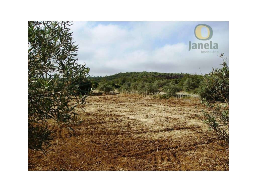 Terreno rústico com 5240 m2 bom para agricultura - Grande imagem: 2/5