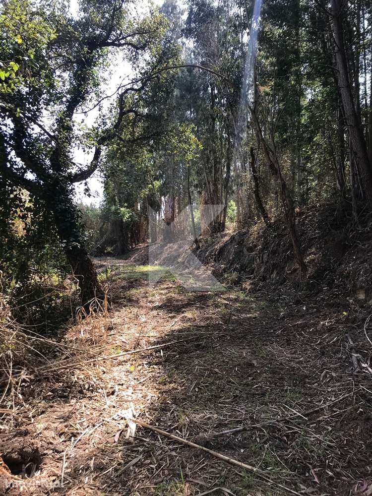 Moradia T7 em Coimbra para restaurar - Grande imagem: 3/27