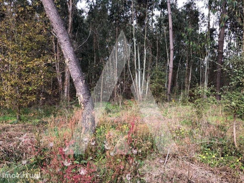 Terreno - Grande imagem: 5/8