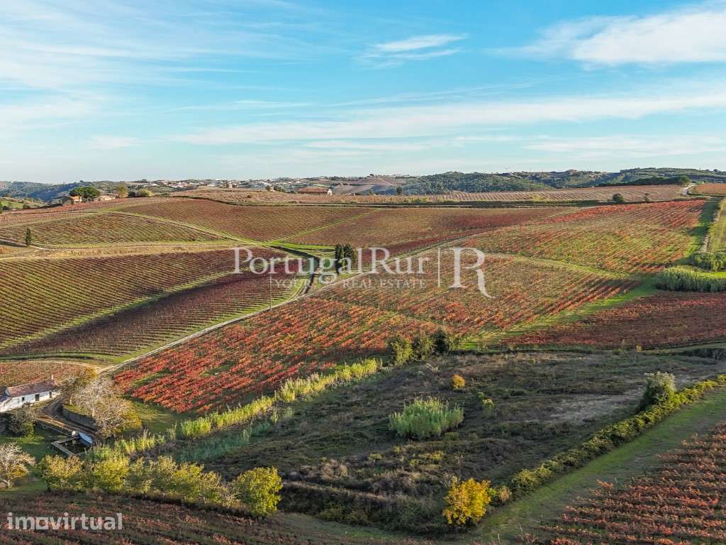 Quinta vitivinicola centenária com 34,5 hectares em Alenquer, Lisboa - Grande imagem: 5/56