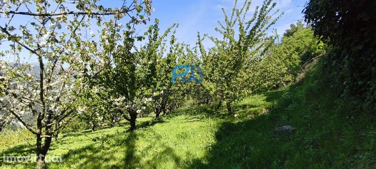 Quinta do Valado- Excelente Investimento em Resende - Grande imagem: 5/58