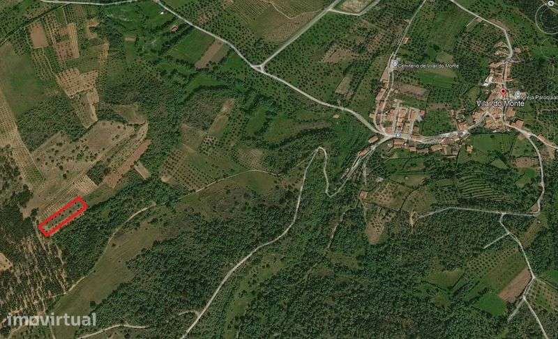 Venda de Terreno com Oliveiras - Grande imagem: 2/2