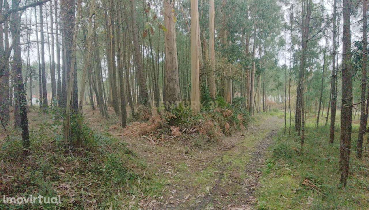 Terreno Rustico com pinheiros - Maceira. - Grande imagem: 3/12