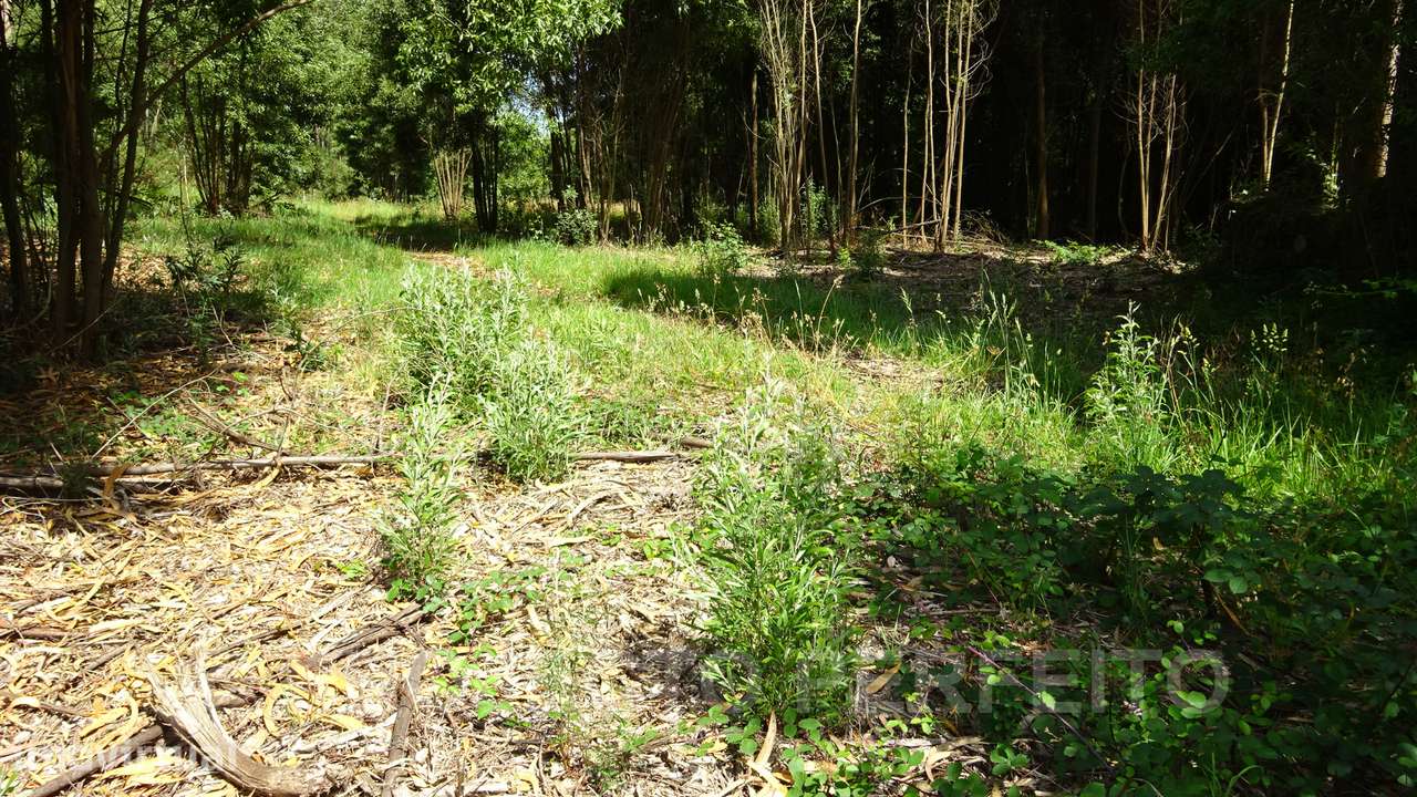 Lote de Terreno  Venda em Grijó e Sermonde,Vila Nova de Gaia - Grande imagem: 3/10