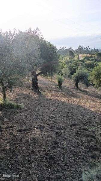 Venda de Olival em Chancelaria - Pafarrão - Grande imagem: 5/12