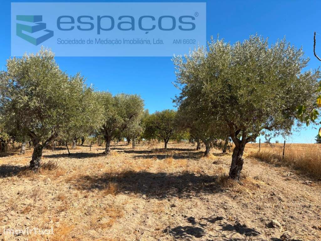 Quinta com vistas para gardunha - Grande imagem: 5/20