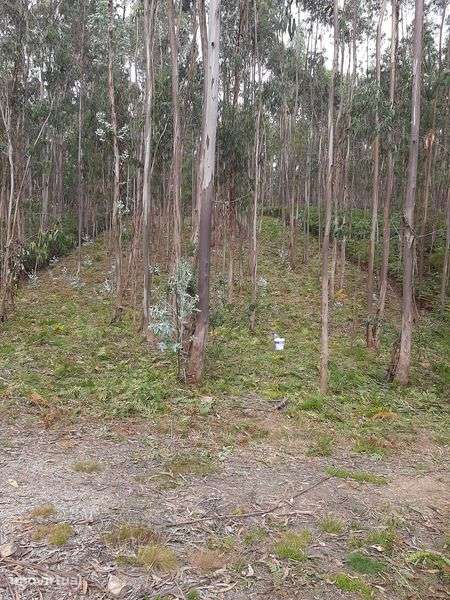 Terreno com eucaliptal - Grande imagem: 2/2
