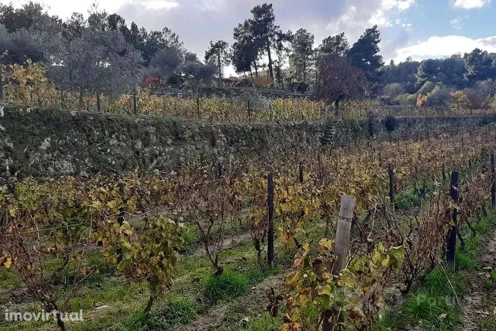 Terreno para Venda em Pegarinhos, Portugal: 4800 m² - Grande imagem: 3/10