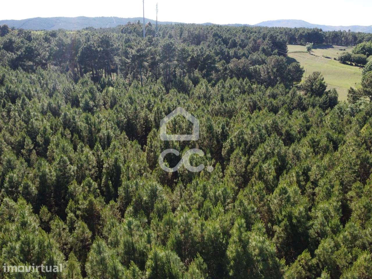 Terreno para investimento com pinheiro em Redondelo - Grande imagem: 2/18