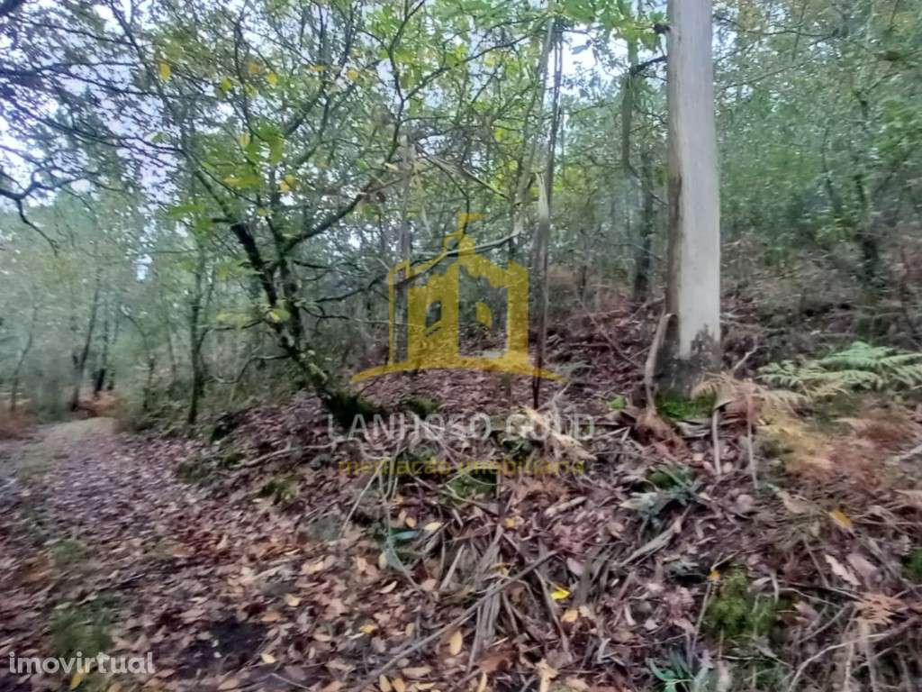 Terreno Florestal em Cunha, Paredes de Coura - 3.150 m² - Grande imagem: 2/9