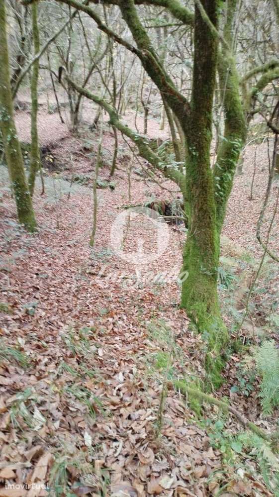 Terreno de 6140m² no Parque Natural do Gerês - Grande imagem: 3/9