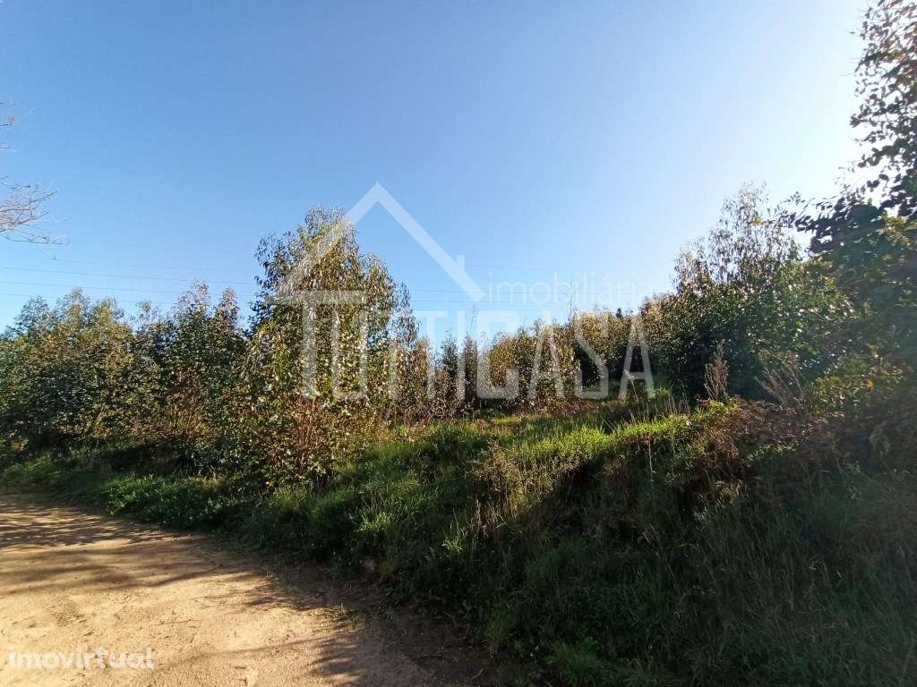 Terreno florestal na Malveira com 4hectares - Grande imagem: 3/10