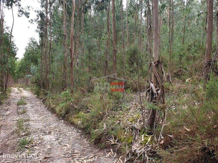 Terreno rústico com eucaliptos, Cercal, Ourém - Grande imagem: 3/7