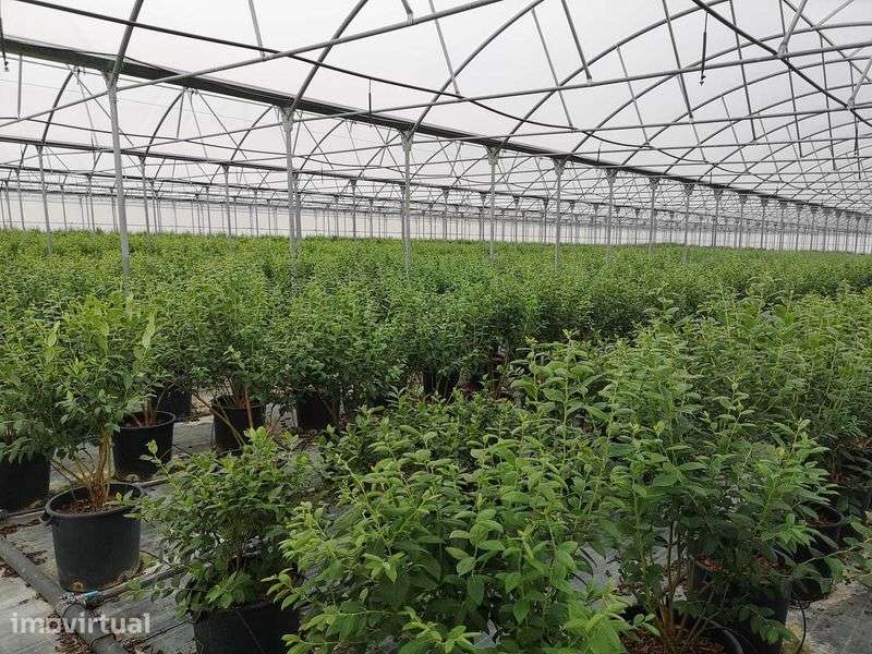 Propriedade em regadio 20 hectares para arrendar / Alugar - Grande imagem: 4/12