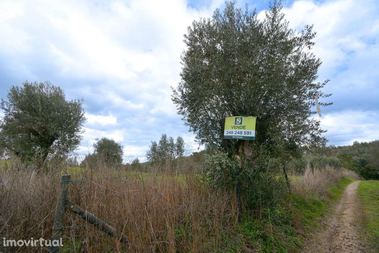 Terreno  Venda em Asseiceira,Tomar - Grande imagem: 4/10
